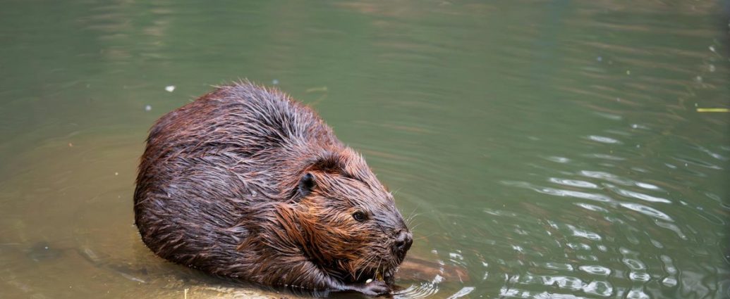 beavers climate solution - A beaver swimming near a dam of branches in a wetland pond surrounded by trees
