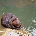 beavers climate solution - A beaver swimming near a dam of branches in a wetland pond surrounded by trees