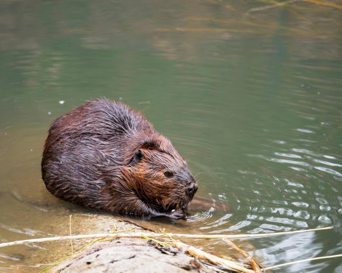 beavers climate solution - A beaver swimming near a dam of branches in a wetland pond surrounded by trees